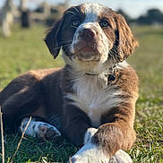 Vany a rejoint le concours — aidez-le/la à gagner de superbes lots ! puppy, dog, brown, white, grass, outdoor, sunlight, animal, cute, pet, lying_down, closeup, collar, young_dog, nature, blurred_background, daylight, canine, portrait, crossed_paws