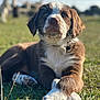 puppy, dog, brown, white, grass, outdoor, sunlight, animal, cute, pet, lying_down, closeup, collar, young_dog, nature, blurred_background, daylight, canine, portrait, crossed_paws