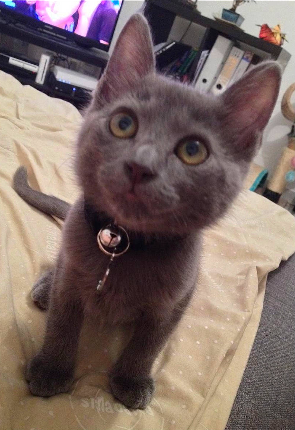 Lotus a rejoint le concours — aidez-le/la à gagner de superbes lots ! black_cat, cable_television, carnivore, cat, claw, computer_keyboard, display_device, domestic_short_haired_cat, ear, felidae, fur, grey, home_appliance, led_backlit_lcd_display, output_device, russian_blue, small_to_medium_sized_cats, snout, tail, whiskers