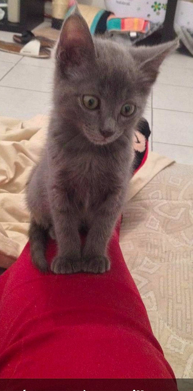 Lotus a rejoint le concours — aidez-le/la à gagner de superbes lots ! black_cat, carnivore, cat, cat_supply, chartreux, claw, comfort, domestic_short_haired_cat, felidae, fur, grey, korat, paw, russian_blue, sitting, small_to_medium_sized_cats, snout, tail, whiskers