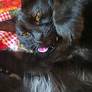 Shadow joined the competition — help win amazing prizes! cat, black_cat, close_up, furry, pet, animal, relaxed, cozy, paw, face, yellow_eyes, indoor, colorful_background, patterned_blanket, whiskers, fur, sleepy, cute, domestic_animal, resting