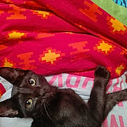 Aiko participe au concours pour gagner de l'argent avec cette photo : black_cat, cat, pet, animal, bedspread, colorful, indoor, curious, wide_eyes, lying_down, feline, cute, cozy, patterned_blanket, fur, whiskers, close_up, domestic_cat, resting, looking_up