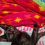 black_cat, cat, pet, animal, bedspread, colorful, indoor, curious, wide_eyes, lying_down, feline, cute, cozy, patterned_blanket, fur, whiskers, close_up, domestic_cat, resting, looking_up