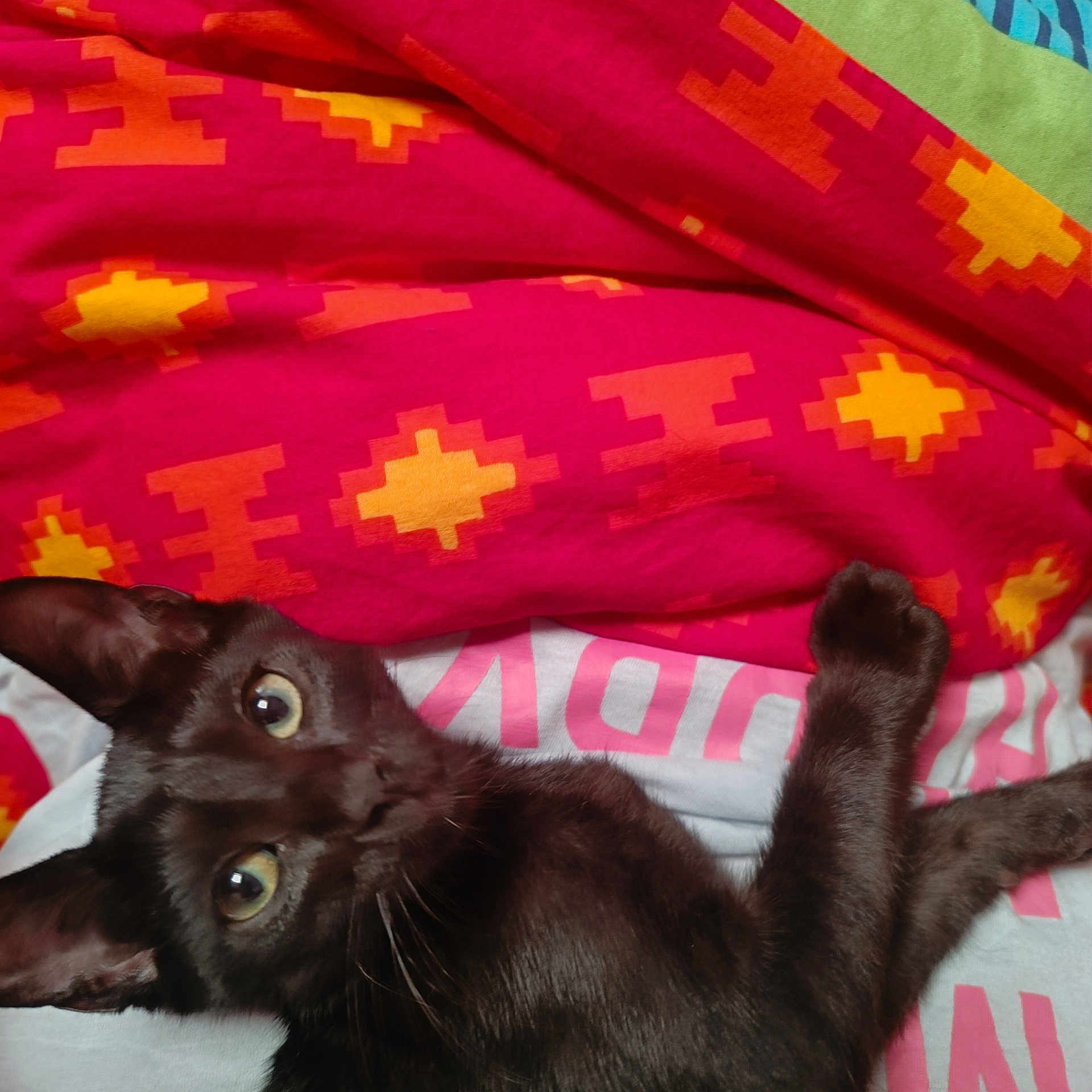 Aiko participe au concours pour gagner de l'argent avec cette photo : animal, bedspread, black_cat, cat, close_up, colorful, cozy, curious, cute, domestic_cat, feline, fur, indoor, looking_up, lying_down, patterned_blanket, pet, resting, whiskers, wide_eyes