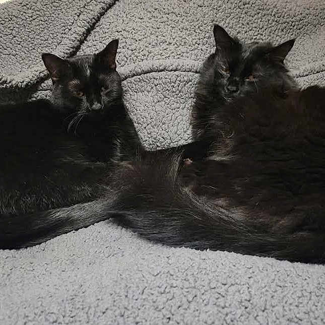 Snowball And Zimba is registered to the contest to win money with this photo: animal, black_cat, blanket, cat, companions, cozy, cute, domestic_animal, feline, fur, gray_blanket, indoor, mammal, pet, relaxing, resting, sleeping, tail, two_animals, whiskers