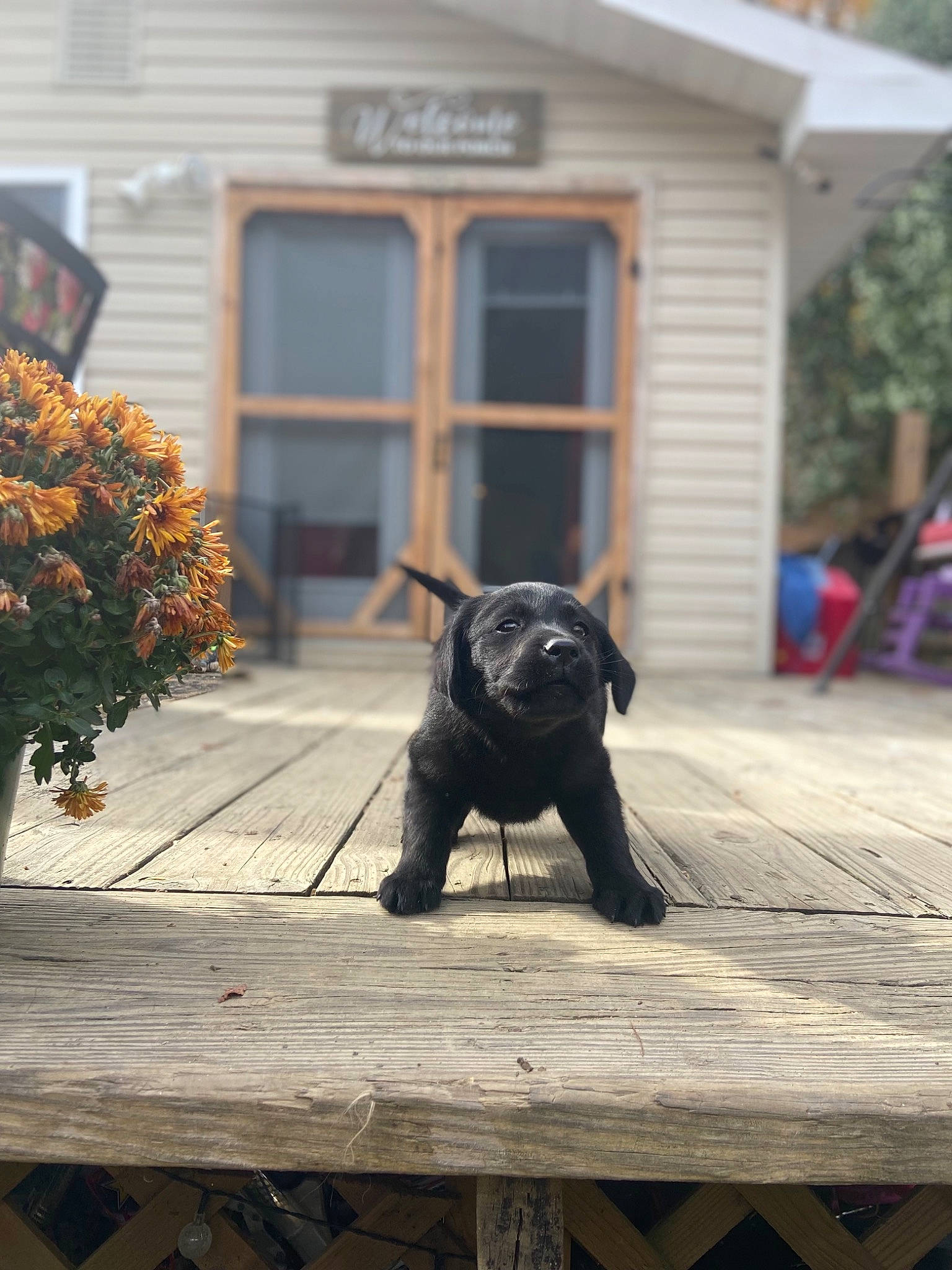 Ebony joined the competition — help win amazing prizes! black_cat, building, carnivore, companion_dog, dog_breed, fawn, felidae, flooring, grass, grey, plant, road_surface, roof, small_to_medium_sized_cats, snout, tail, tints_and_shades, tree, window, wood