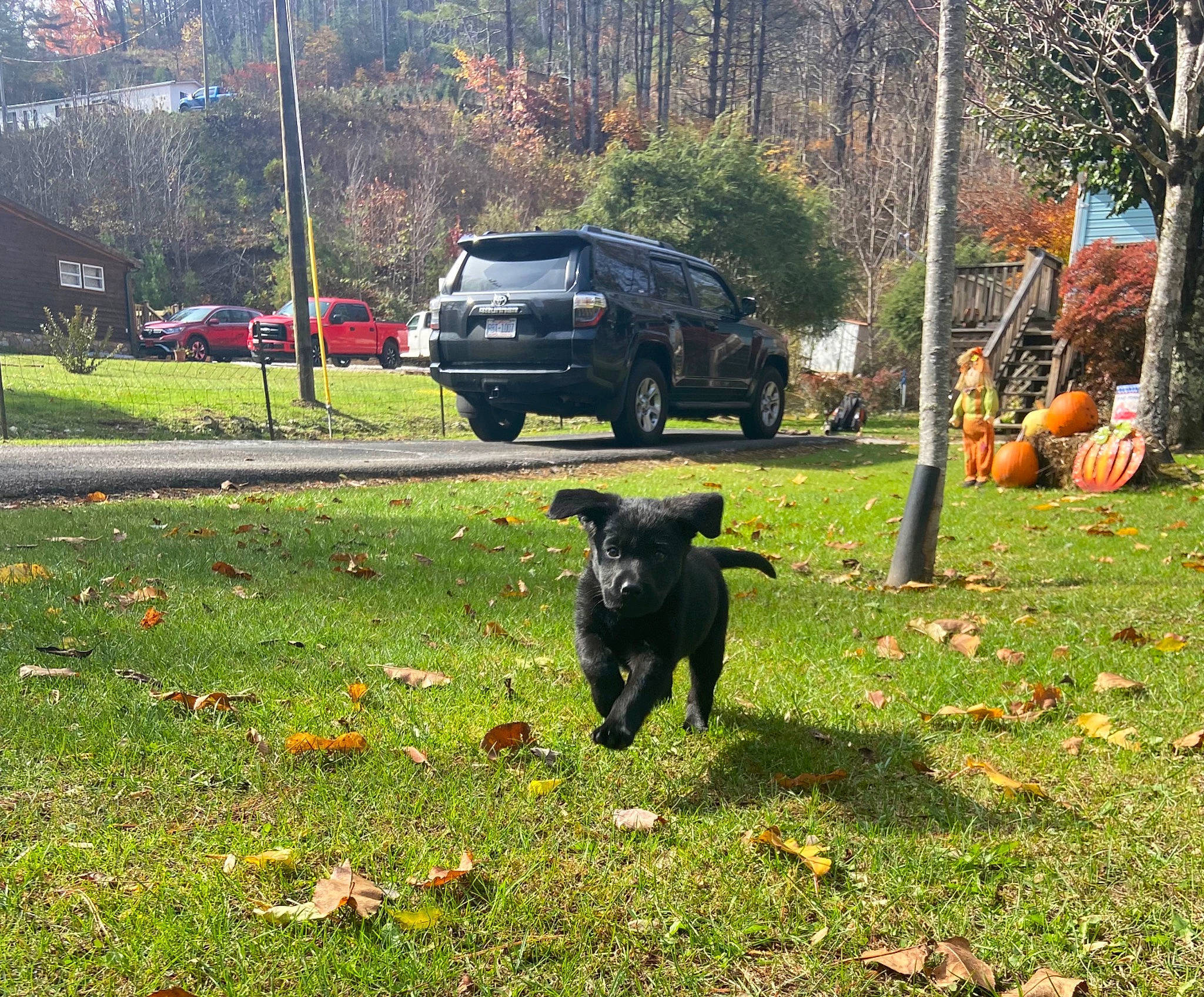 Ebony joined the competition — help win amazing prizes! car, carnivore, dog, dog_breed, grass, grass_family, grassland, groundcover, landscape, lawn, meadow, pasture, plant, tail, tints_and_shades, tire, tree, vehicle, wheel, working_animal