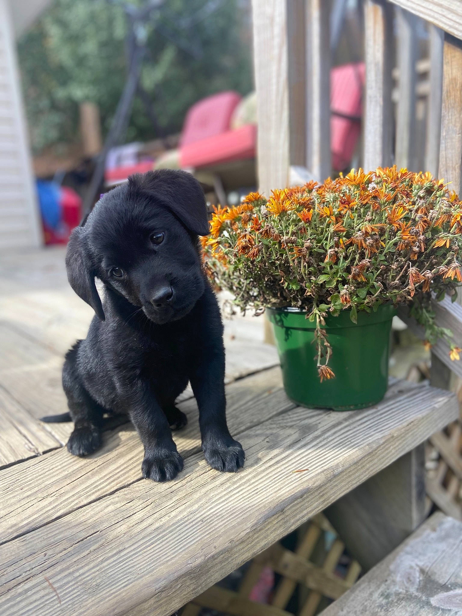 Ebony joined the competition — help win amazing prizes! annual_plant, building, carnivore, companion_dog, dog, dog_breed, fawn, flower, flowerpot, garden, grass, houseplant, landscape, plant, sitting, sporting_group, tail, tree, window, working_animal
