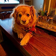 West is registered to the contest to win money with this photo: dog, golden_fur, bandana, plaid, wooden_table, indoor, cozy, decor, glass_jars, greenery, holiday_decor, warm_lighting, pet, animal, fur, muzzle, paw, living_room, television, relaxed
