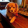 dog, golden_fur, bandana, plaid, wooden_table, indoor, cozy, decor, glass_jars, greenery, holiday_decor, warm_lighting, pet, animal, fur, muzzle, paw, living_room, television, relaxed