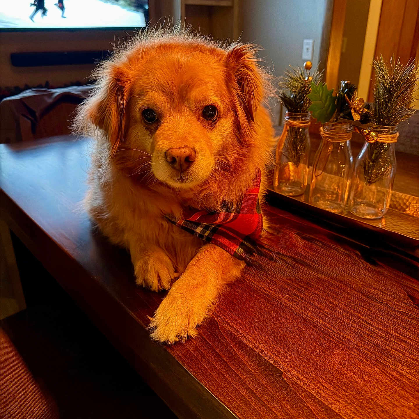 West is registered to the contest to win money with this photo: animal, bandana, cozy, decor, dog, fur, glass_jars, golden_fur, greenery, holiday_decor, indoor, living_room, muzzle, paw, pet, plaid, relaxed, television, warm_lighting, wooden_table