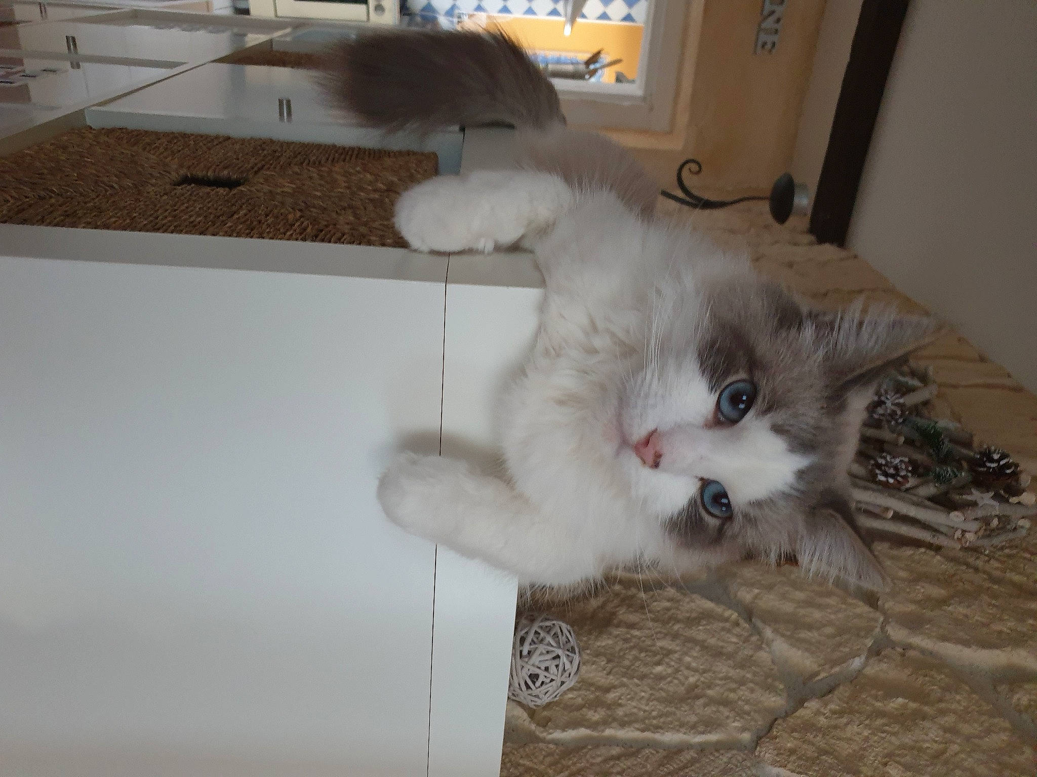 Nelson participe au concours pour gagner de l'argent avec cette photo : box, carnivore, cat, claw, comfort, domestic_short_haired_cat, felidae, flooring, fur, hardwood, paw, small_to_medium_sized_cats, tail, whiskers, window, wood