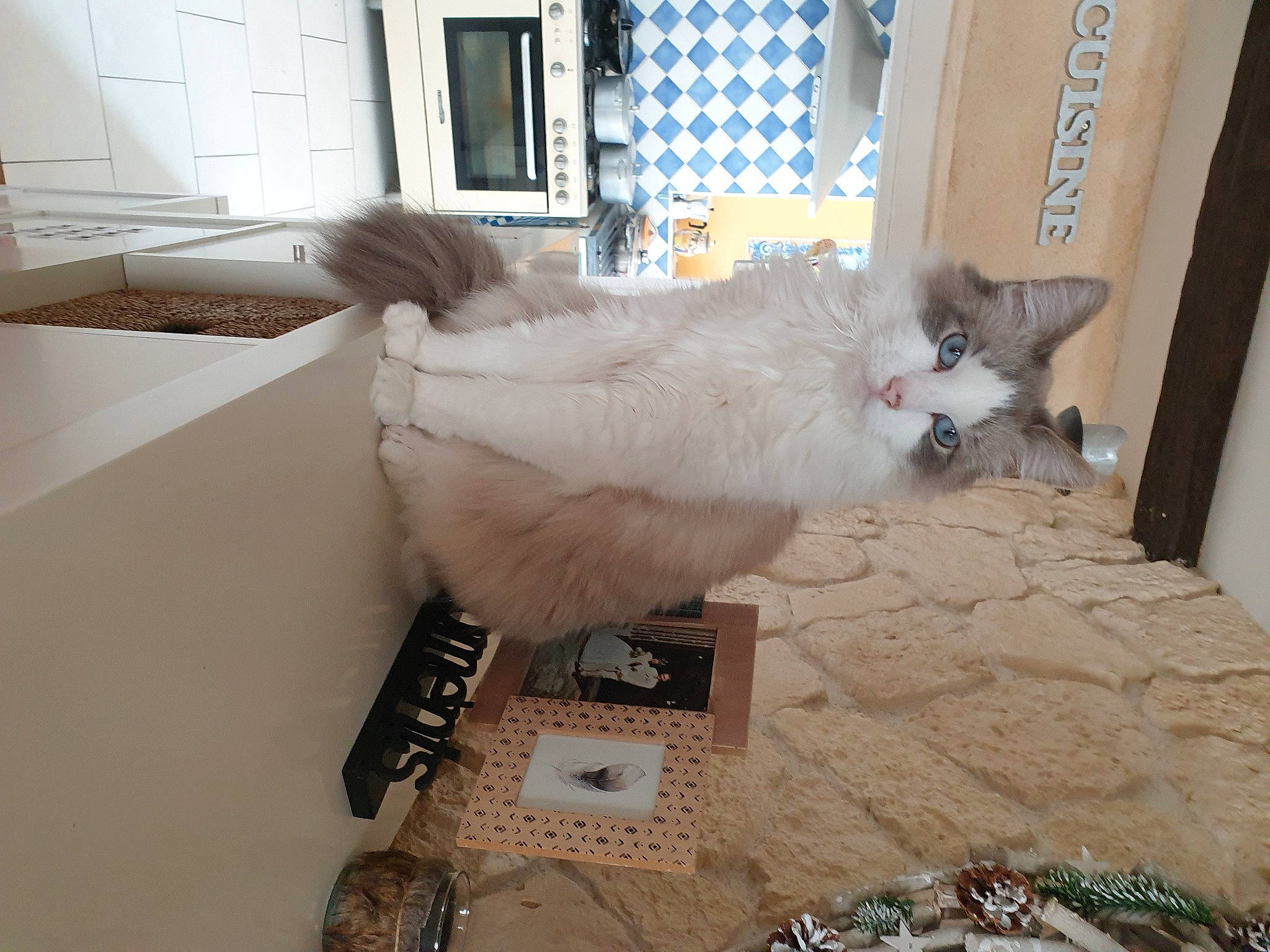 Nelson a rejoint le concours — aidez-le/la à gagner de superbes lots ! carnivore, cat, claw, companion_dog, domestic_short_haired_cat, door, fawn, felidae, floor, flooring, fur, hardwood, paw, ragdoll, small_to_medium_sized_cats, snout, tail, whiskers, window, wood