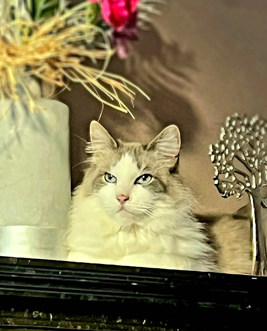 Nelson a rejoint le concours — aidez-le/la à gagner de superbes lots ! art, carnivore, cat, christmas, christmas_decoration, christmas_ornament, conifer, domestic_short_haired_cat, event, felidae, fur, paw, plant, small_to_medium_sized_cats, still_life_photography, tree, twig, whiskers, wood