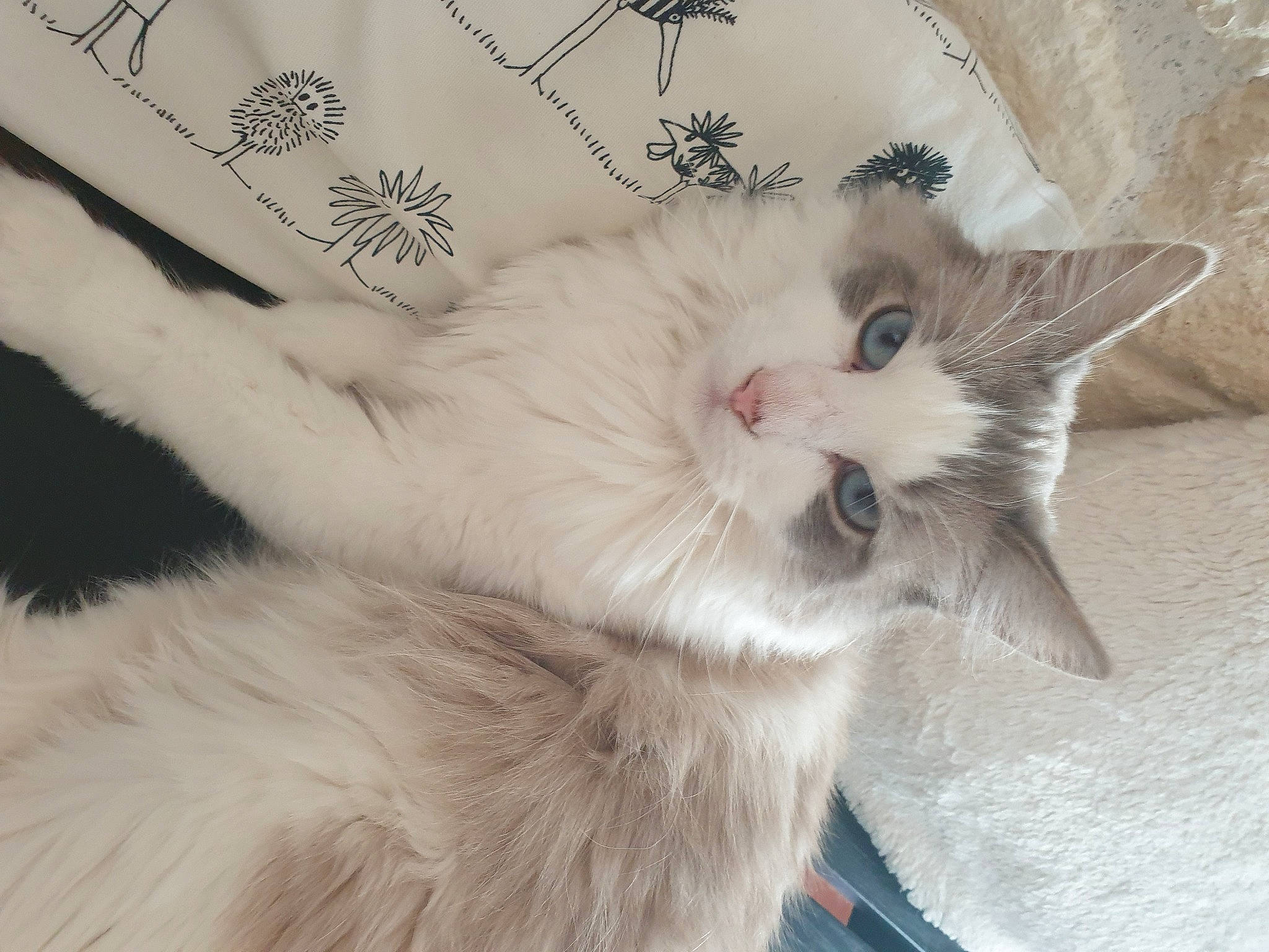 Nelson a rejoint le concours — aidez-le/la à gagner de superbes lots ! carnivore, cat, claw, comfort, fawn, felidae, fur, head, paw, small_to_medium_sized_cats, snout, tail, whiskers