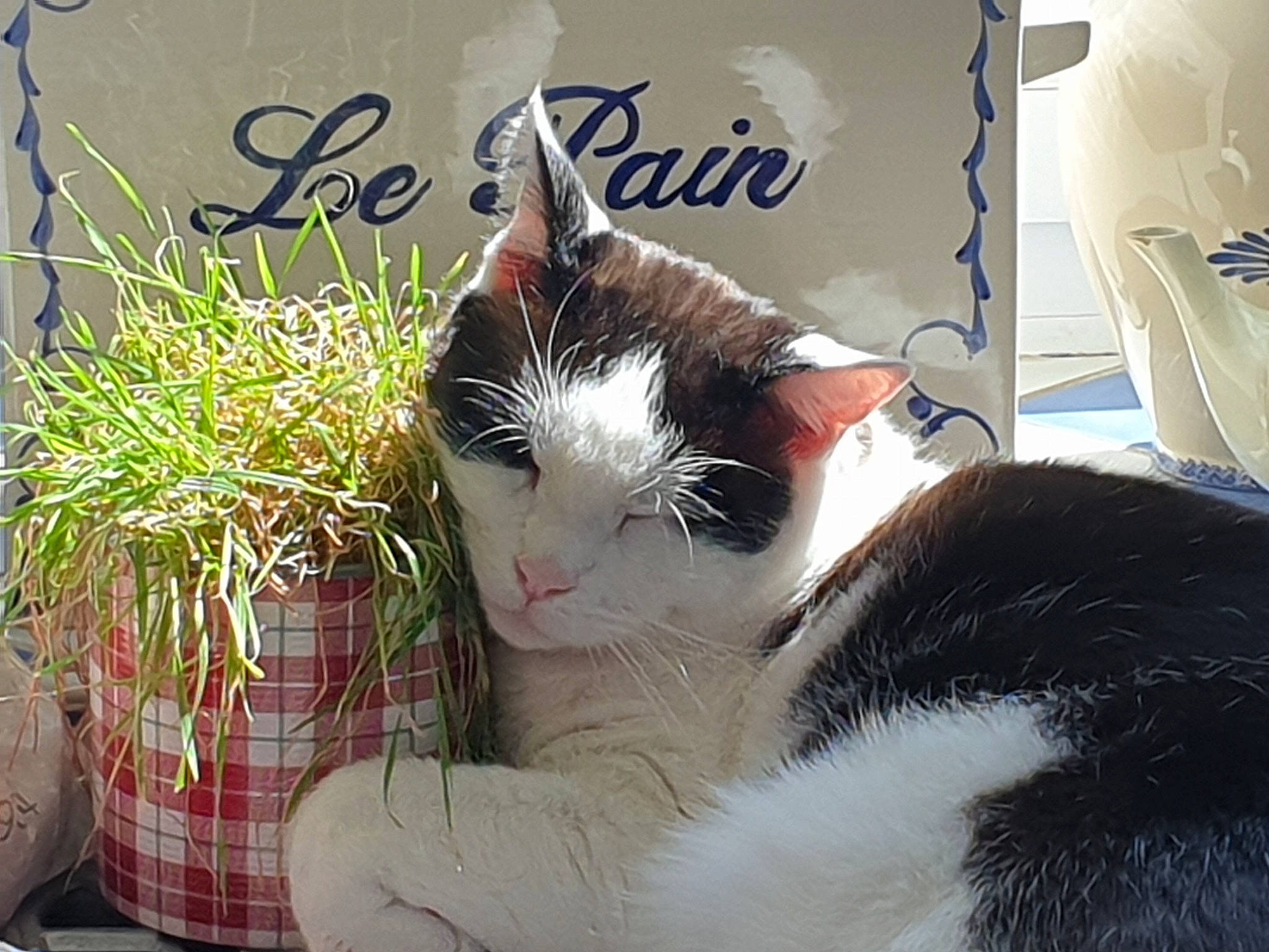 Olaf participe au concours pour gagner de l'argent avec cette photo : carnivore, cat, comfort, domestic_short_haired_cat, felidae, flowerpot, fur, grass, herb, paw, photo_caption, plaid, plant, sitting, small_to_medium_sized_cats, snout, tail, tartan, whiskers, window