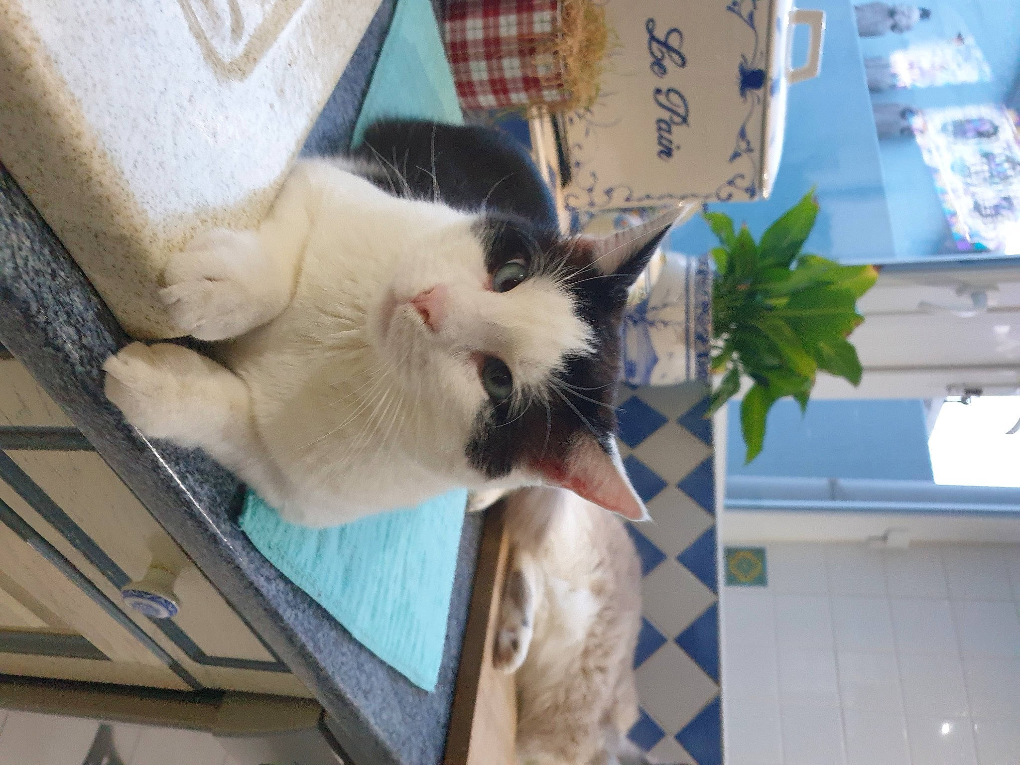 Olaf a rejoint le concours — aidez-le/la à gagner de superbes lots ! carnivore, cat, domestic_short_haired_cat, fawn, felidae, flooring, fur, houseplant, paw, plant, small_to_medium_sized_cats, tail, thai, whiskers, wood