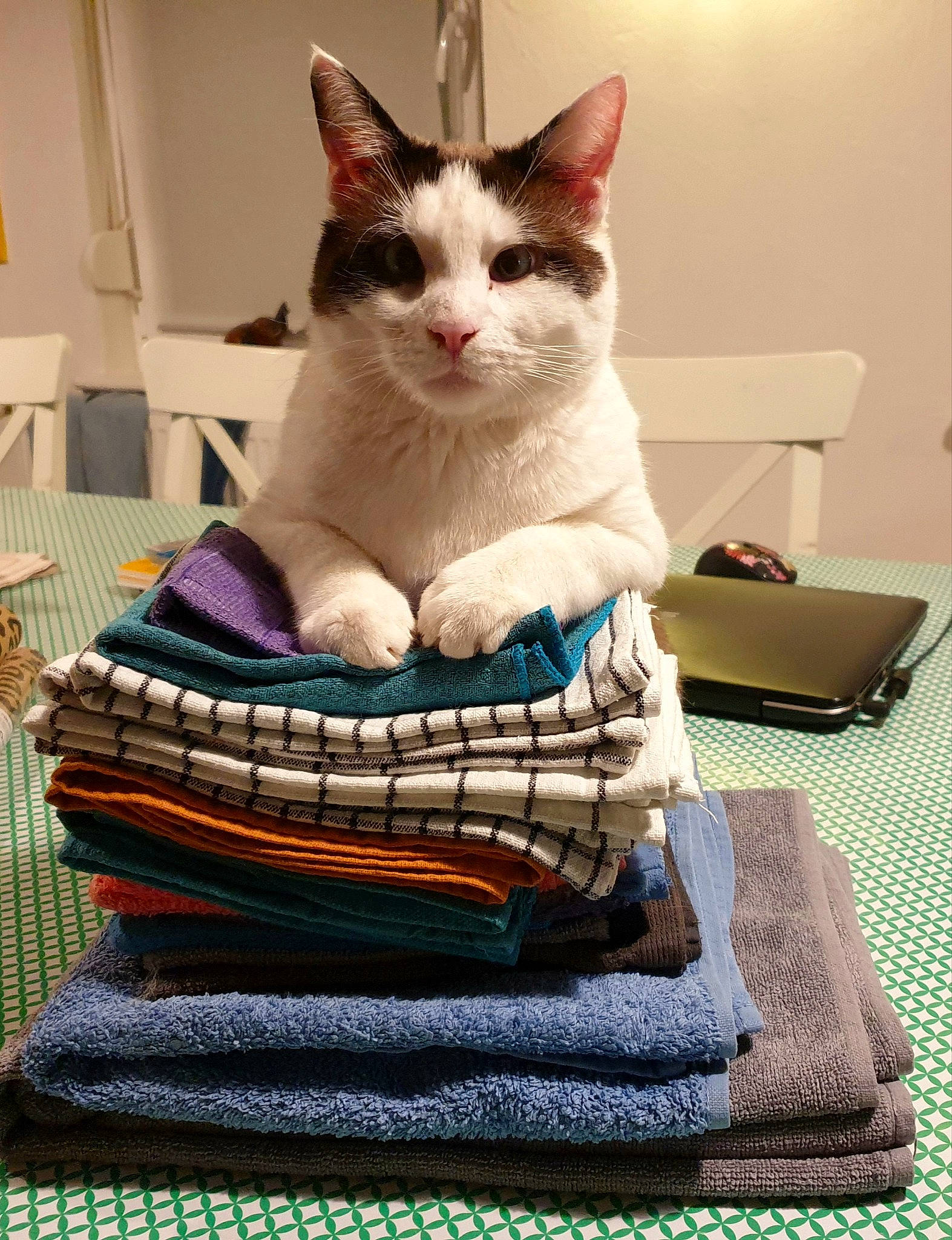 Olaf a rejoint le concours — aidez-le/la à gagner de superbes lots ! basket, carnivore, cat, cat_supply, comfort, domestic_short_haired_cat, electric_blue, felidae, flooring, fur, linens, pattern, pet_supply, shelf, sitting, small_to_medium_sized_cats, sportswear, whiskers, wood, woven_fabric