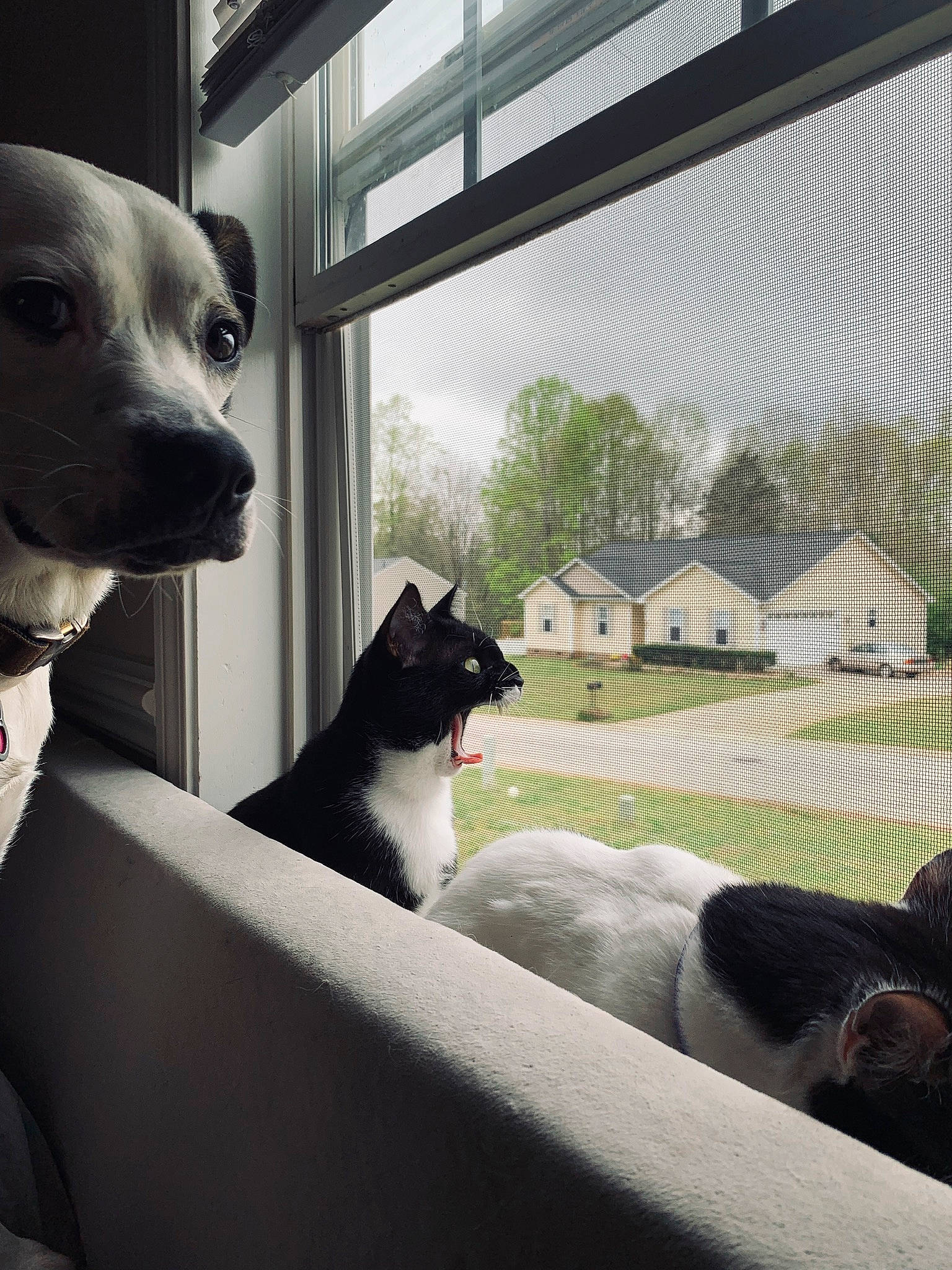 Rylo joined the competition — help win amazing prizes! carnivore, cat, collar, comfort, companion_dog, dog, dog_breed, fawn, felidae, grey, plant, shade, small_to_medium_sized_cats, snout, sporting_group, tints_and_shades, tree, whiskers, window, working_animal