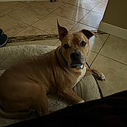 Finn is registered to the contest to win money with this photo: animal, brown_dog, canine, collar, comfortable, dog, domestic_animal, ears, flooring, household, indoor, looking_at_camera, medium_sized, pet_bed, quiet, relaxed, resting, tile_floor, wall, white_chest