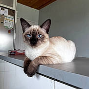 Cookie participe au concours pour gagner de l'argent avec cette photo : cat, siamese_cat, blue_eyes, animal, pet, indoor, kitchen, countertop, feline, resting, domestic, whiskers, fur, ears, face, looking, closeup, household, wooden_ceiling, refrigerator