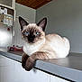 cat, siamese_cat, blue_eyes, animal, pet, indoor, kitchen, countertop, feline, resting, domestic, whiskers, fur, ears, face, looking, closeup, household, wooden_ceiling, refrigerator