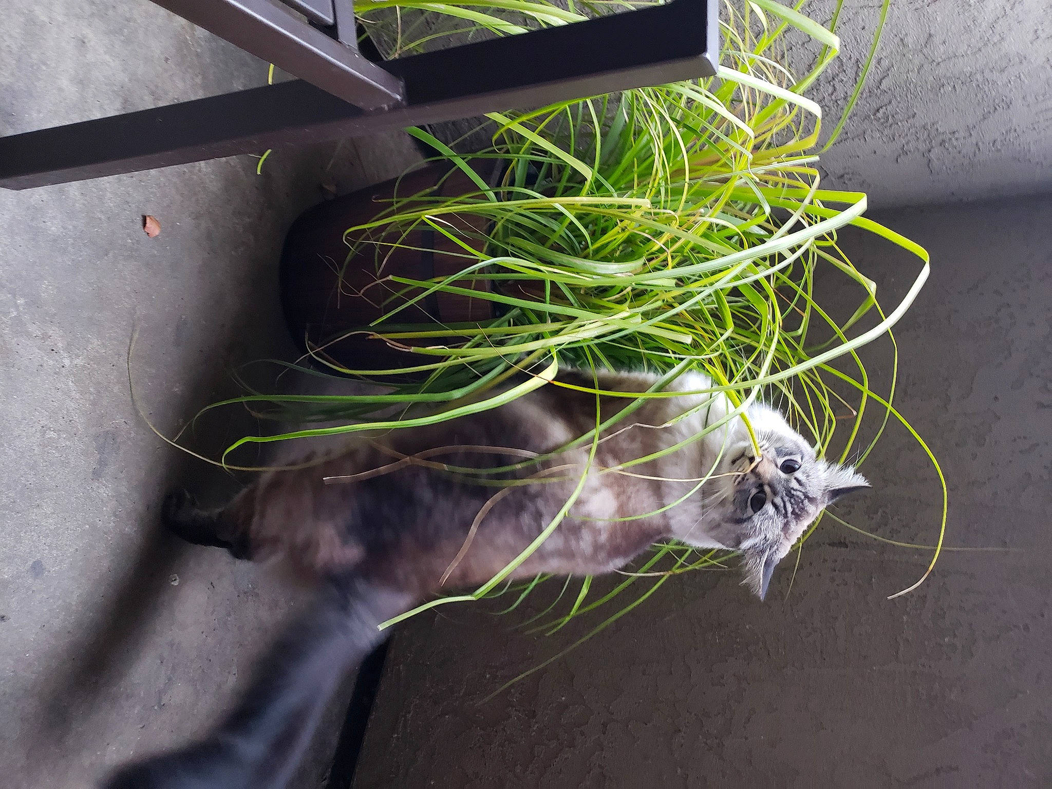 Indigo joined the competition — help win amazing prizes! cable, calcot, feather, flowering_plant, flowerpot, grass, herb, herbaceous_plant, houseplant, leaf, leaf_vegetable, plant, plant_stem, plastic_bag, root, terrestrial_plant, twig, vegetable, whiskers, wire