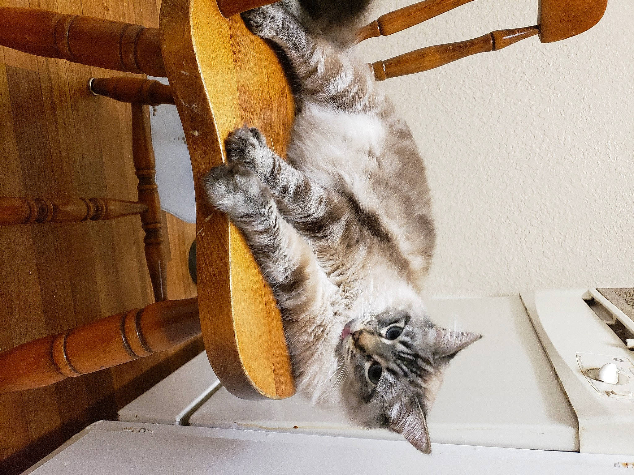 Indigo joined the competition — help win amazing prizes! carnivore, cat, cat_supply, claw, cutlery, domestic_short_haired_cat, fawn, felidae, fur, hardwood, hat, kitchen_utensil, paw, pet_supply, room, small_to_medium_sized_cats, tableware, tail, whiskers, wood