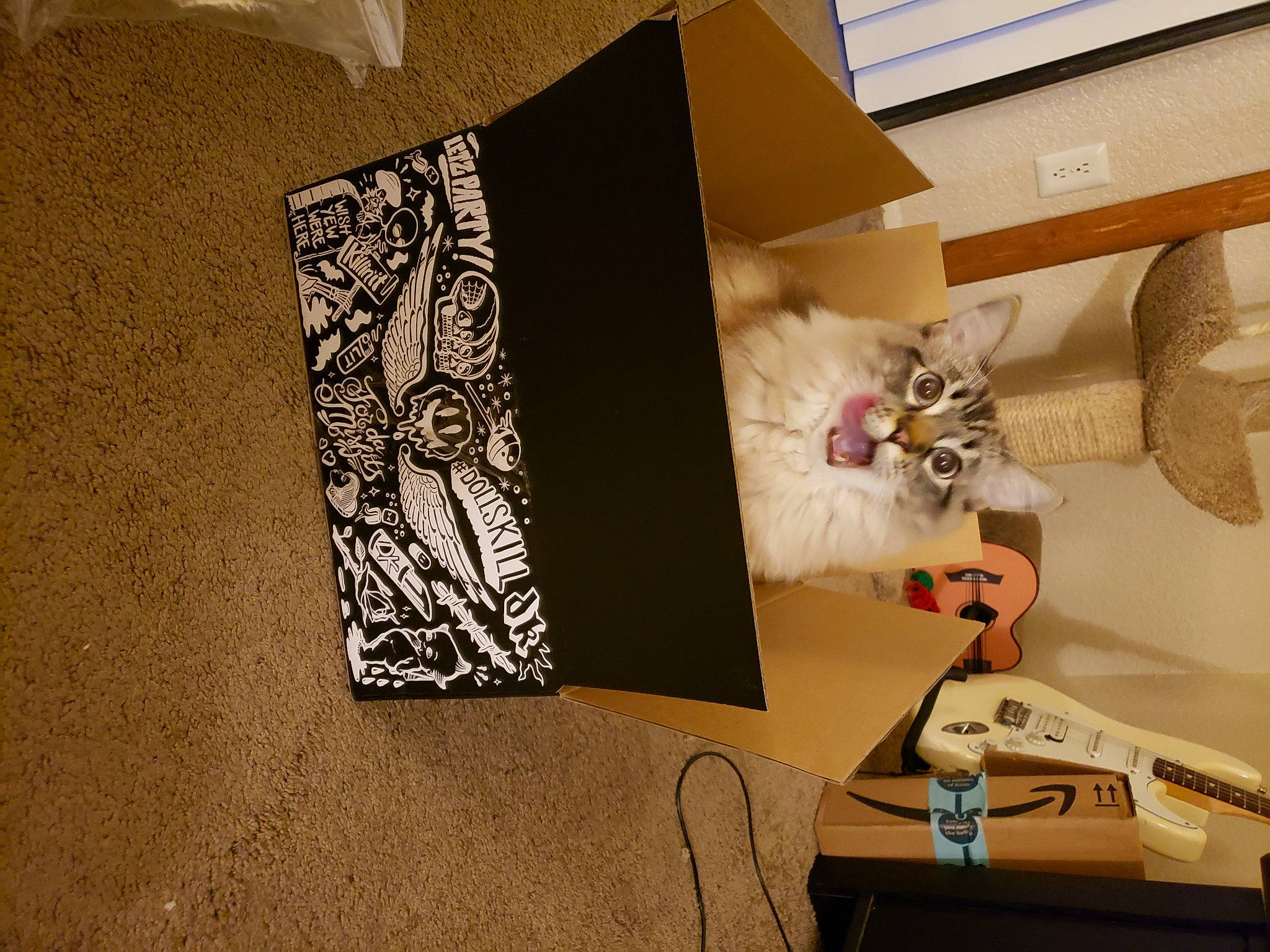 Indigo joined the competition — help win amazing prizes! art, box, brown, cardboard, cat, drawer, felidae, font, hardwood, mammal, paper, paper_product, room, shelf, shelving, shipping_box, small_to_medium_sized_cats, visual_arts, whiskers, wood