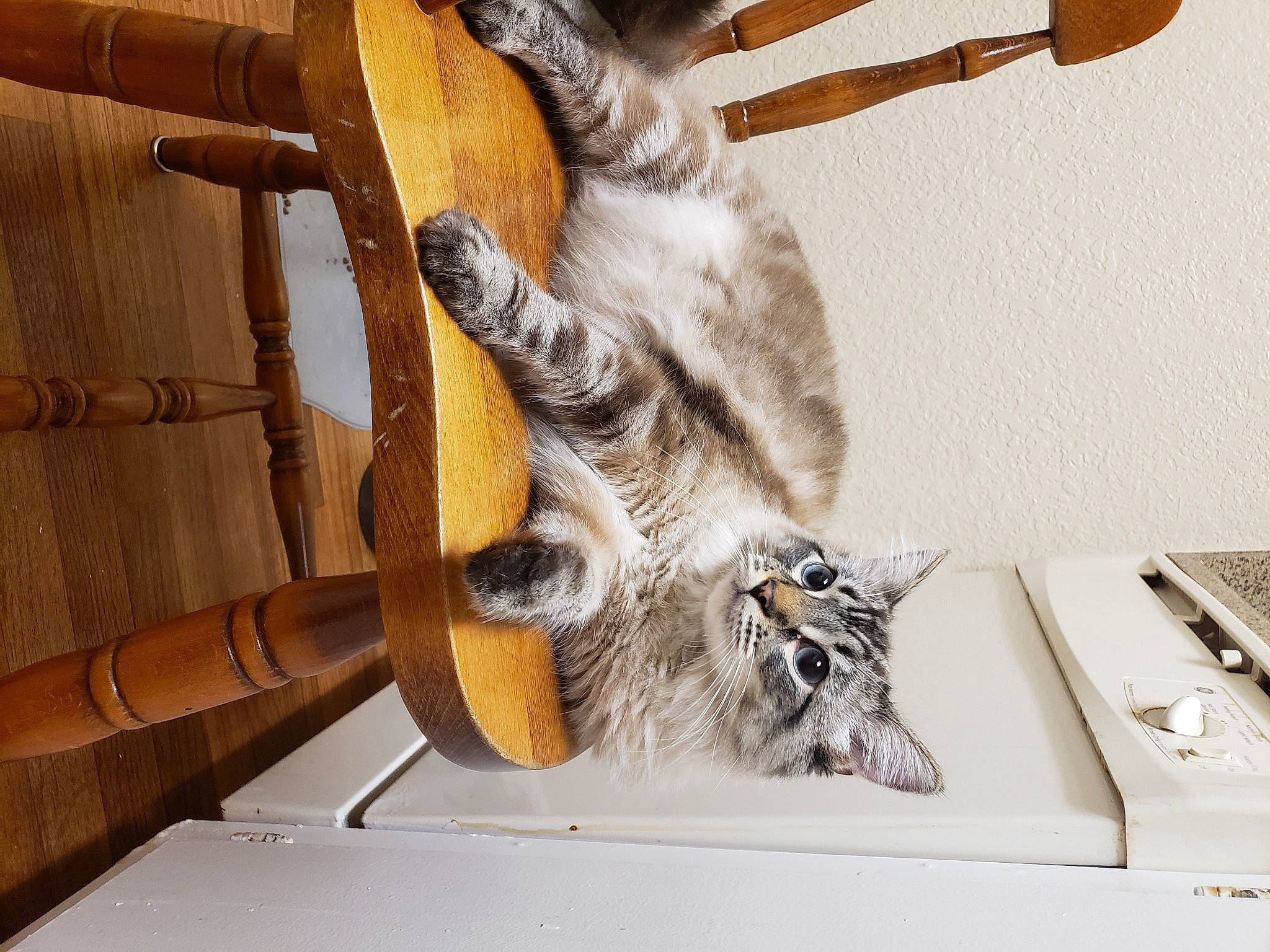 Indigo joined the competition — help win amazing prizes! carnivore, cat, claw, computer_keyboard, domestic_short_haired_cat, felidae, fur, hardwood, input_device, metal, office_equipment, office_supplies, publication, room, small_to_medium_sized_cats, tail, whiskers, wood