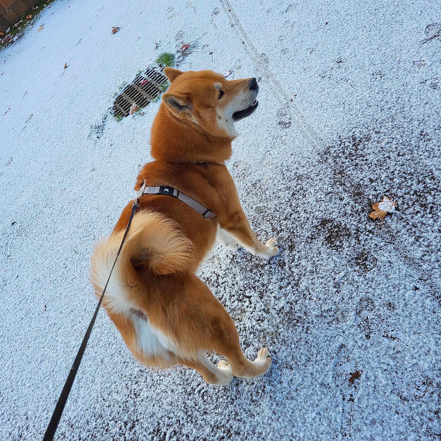 Falco a rejoint le concours — aidez-le/la à gagner de superbes lots ! animal, brick_wall, canine, cold, daylight, dog, drain, footprints, fur, leash, nature, outdoor, park, pavement, pet, shiba_inu, snow, tail, walking, winter