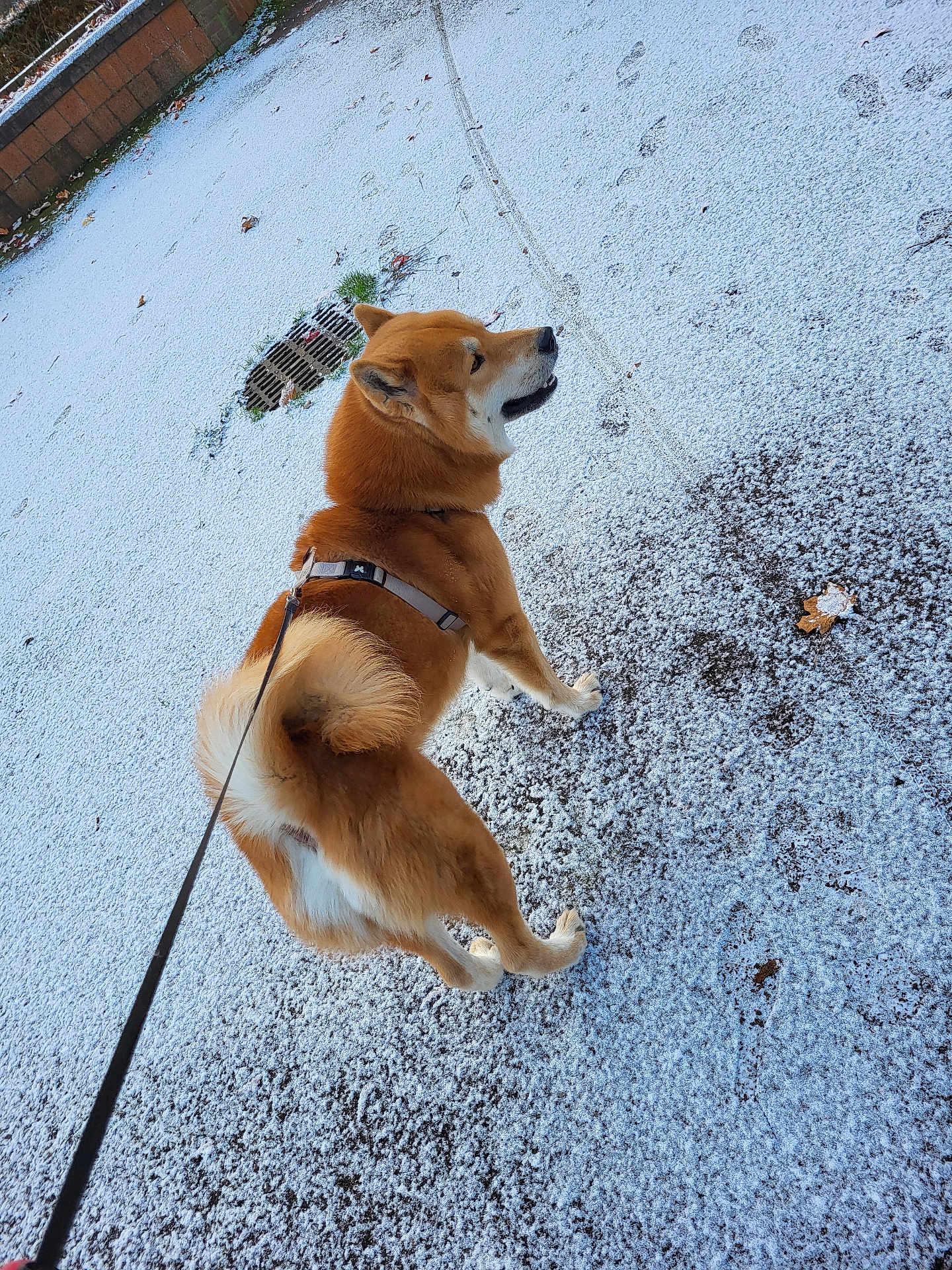 Falco a rejoint le concours — aidez-le/la à gagner de superbes lots ! animal, brick_wall, canine, cold, daylight, dog, drain, footprints, fur, leash, nature, outdoor, park, pavement, pet, shiba_inu, snow, tail, walking, winter