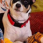 Snoopy is registered to the contest to win money with this photo: dog, red_collar, couch, plush_toy, tiger_toy, cushion, blanket, indoor, pet, animal, resting, looking, ears, fur, nose, paw, cute, home, comfort, relaxed