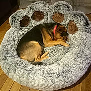 Fripouille participe au concours pour gagner de l'argent avec cette photo : animal, bedroom, canine, comfort, cozy, curled_up, curtains, dog, fluffy, fur, home, indoor, paw_shaped_bed, pet_bed, quiet, red_collar, relaxation, resting, sleeping, wooden_floor