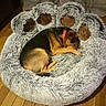 animal, bedroom, canine, comfort, cozy, curled_up, curtains, dog, fluffy, fur, home, indoor, paw_shaped_bed, pet_bed, quiet, red_collar, relaxation, resting, sleeping, wooden_floor