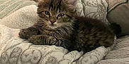 Vader joined the competition — help win amazing prizes! kitten, cat, tabby, fur, pet, animal, indoor, blanket, cushion, cozy, soft, relaxed, cute, feline, young, resting, comfort, home, portrait, laying