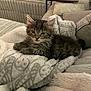kitten, cat, tabby, fur, pet, animal, indoor, blanket, cushion, cozy, soft, relaxed, cute, feline, young, resting, comfort, home, portrait, laying