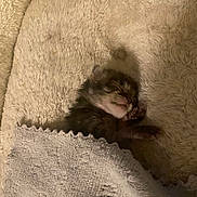 Vader is registered to the contest to win money with this photo: kitten, newborn, sleeping, blanket, cozy, fur, paw, cute, small, animal, pet, resting, soft, warm, indoor, closeup, comfort, snug, baby, adorable