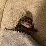 kitten, newborn, sleeping, blanket, cozy, fur, paw, cute, small, animal, pet, resting, soft, warm, indoor, closeup, comfort, snug, baby, adorable