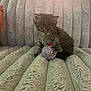 Vader joined the competition — help win amazing prizes! kitten, cat, toy, plush_blanket, soft_texture, indoor, small_animal, fur, pet, curious, cozy, striped, sleepy, couch, feline, young, cute, animal, resting, home