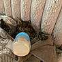 Vader joined the competition — help win amazing prizes! kitten, cat, baby_bottle, towel, sleeping, cozy, furry_chair, milk, paws, wrapped, cute, pet, indoor, resting, soft, small, tabby, fur, relaxing, comfort