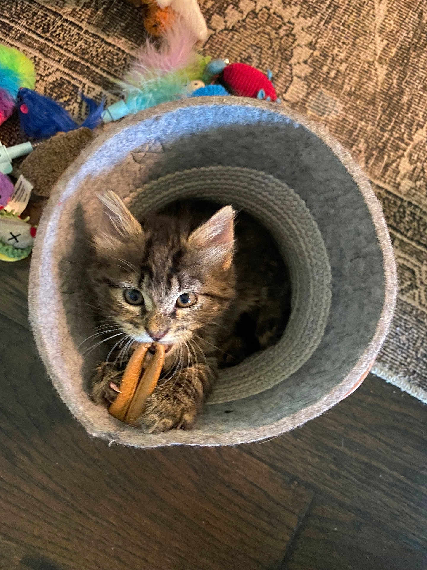 Vader is registered to the contest to win money with this photo: kitten, cat, tabby, toy, cat_tunnel, indoor, floor, rug, playful, pet, animal, feline, cute, cozy, fur, whiskers, claws, curious, colorful, home