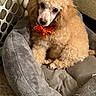 Arlo is registered to the contest to win money with this photo: dog, poodle, apricot, bow, pet_bed, gray, curly_fur, indoor, cute, small_dog, looking_up, fluffy, companion, animal, domestic, resting, cozy, furniture, home, adorable