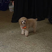 Arlo is registered to the contest to win money with this photo: dog, small_dog, poodle, pet, indoor, carpet, bow, curious, fluffy, animal, standing, brown_dog, cute, domestic_animal, fur, companion, household, looking, floor, curtain