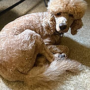 Bingo is registered to the contest to win money with this photo: dog, poodle, curly_fur, apricot_color, pet, indoor, floor, tile_floor, resting, groomed, canine, animal, fur, cute, companion, curled_up, looking, soft_light, cozy, calm