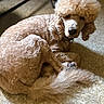 dog, poodle, curly_fur, apricot_color, pet, indoor, floor, tile_floor, resting, groomed, canine, animal, fur, cute, companion, curled_up, looking, soft_light, cozy, calm