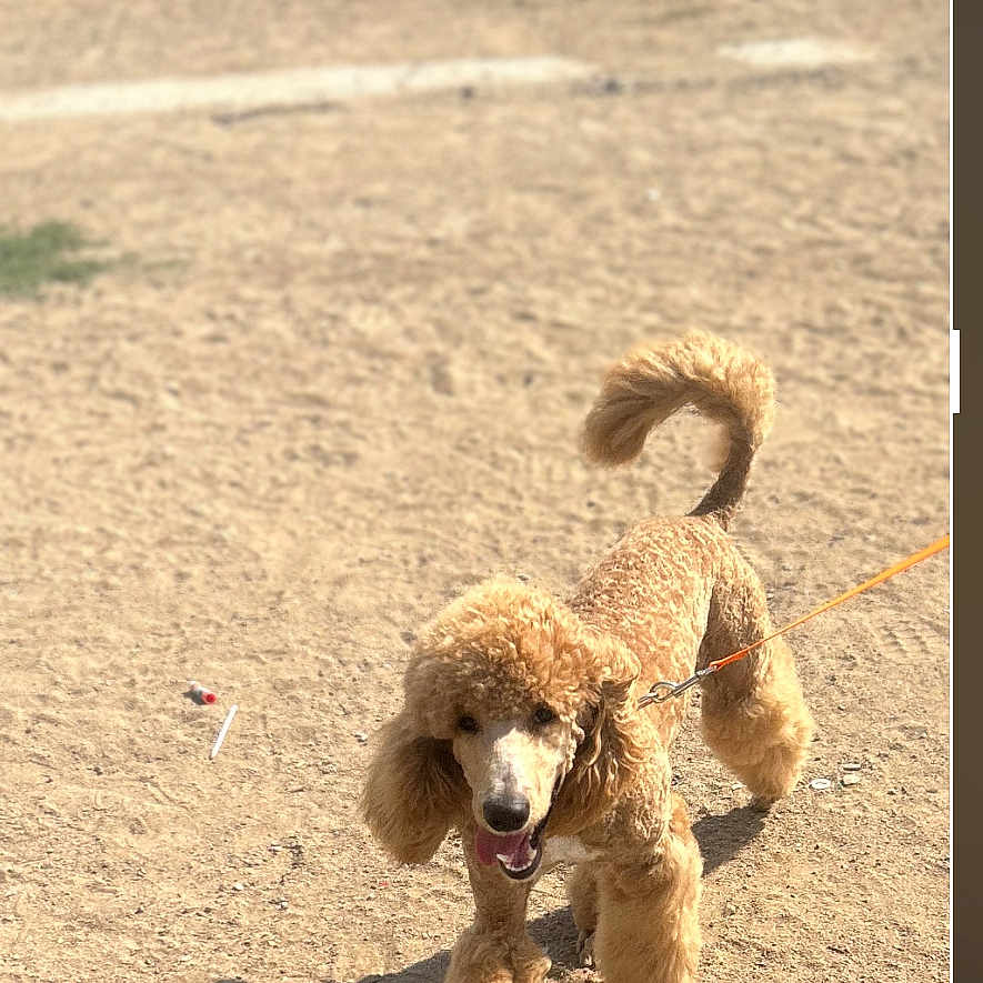 Bingo joined the competition — help win amazing prizes! dog, poodle, apricot, leash, outdoor, sunny, dirt, pet, animal, fur, cute, playful, walking, shadow, tail, canine, happy, fluffy, mammal, companion