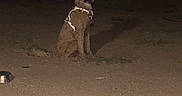 Bingo joined the competition — help win amazing prizes! dog, curly_hair, reflective_harness, night, dirt_ground, glowing_eyes, flash, outdoor, pet, animal, sitting, dark, clothesline, clothespins, leash, canine, companion, quiet, watchful, ground