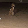 dog, curly_hair, reflective_harness, night, dirt_ground, glowing_eyes, flash, outdoor, pet, animal, sitting, dark, clothesline, clothespins, leash, canine, companion, quiet, watchful, ground