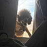 Bingo joined the competition — help win amazing prizes! dog, curly_hair, window, sky, outdoor, indoor, curtain, sunlight, pet, happy, looking, fence, collar, harness, shadow, frame, wall, door_frame, animal, bright